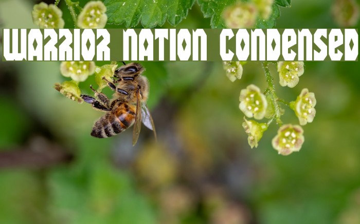 Warrior Nation Condensed Font examples