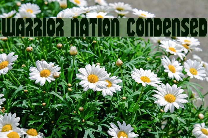 Warrior Nation Condensed Font examples