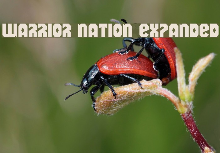 Warrior Nation Expanded Font examples