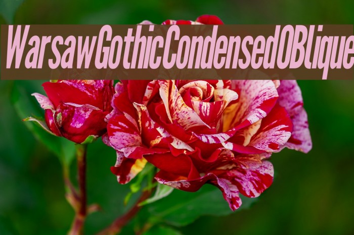 Warsaw Gothic Condensed OBlique Font examples