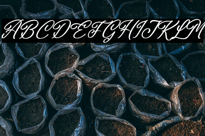 Washington Delmonte Italic Example 1