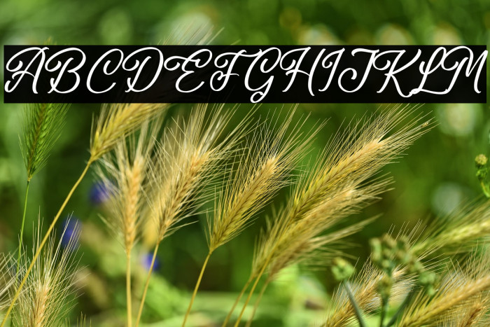 Washington Delmonte Example 2