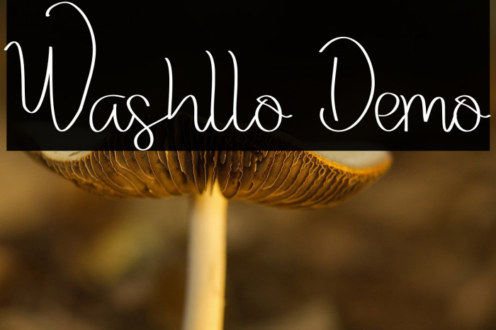 Washllo Demo Example 2