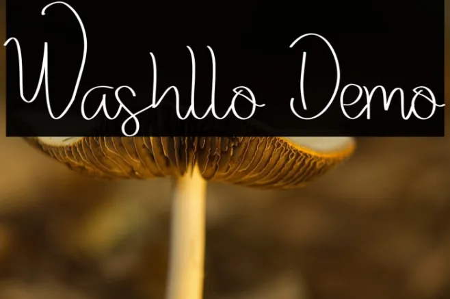 Washllo Demo Example 2
