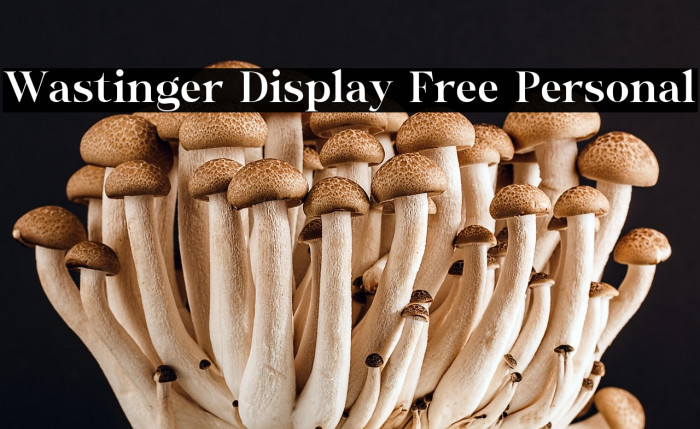Wastinger Display Free Personal Example 1