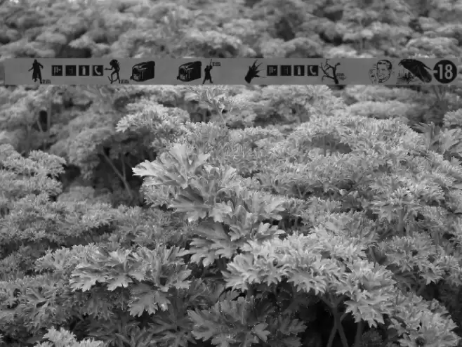 Watch The City Burn फ़ॉन्ट examples