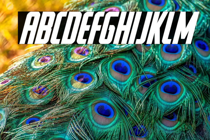 Watchtower Bold Italic Example 3