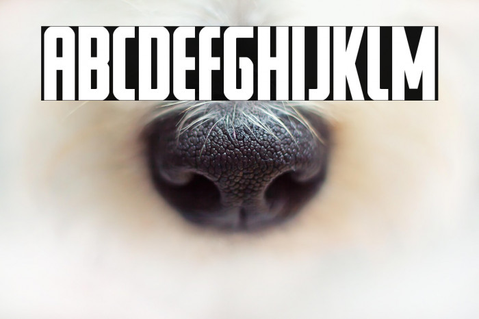 Watchtower Bold Example 2