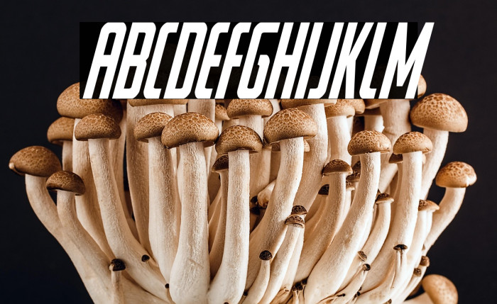 Watchtower Condensed Italic Example 1