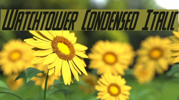 Watchtower Condensed Italic Font examples