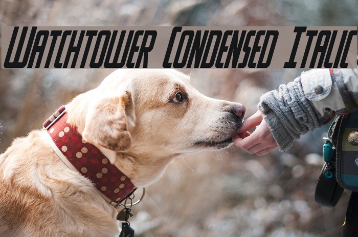 Watchtower Condensed Italic Font examples