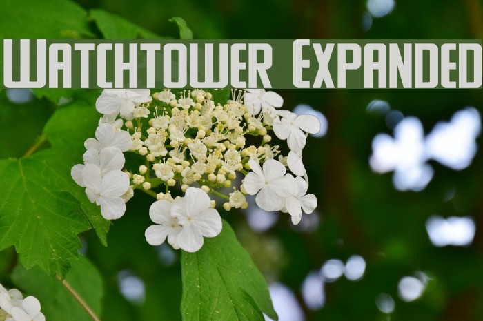 Watchtower Expanded Example 3