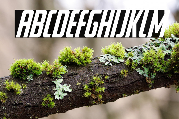 Watchtower Italic Example 3