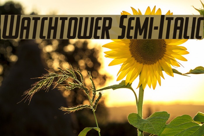 Watchtower Semi-Italic Font examples