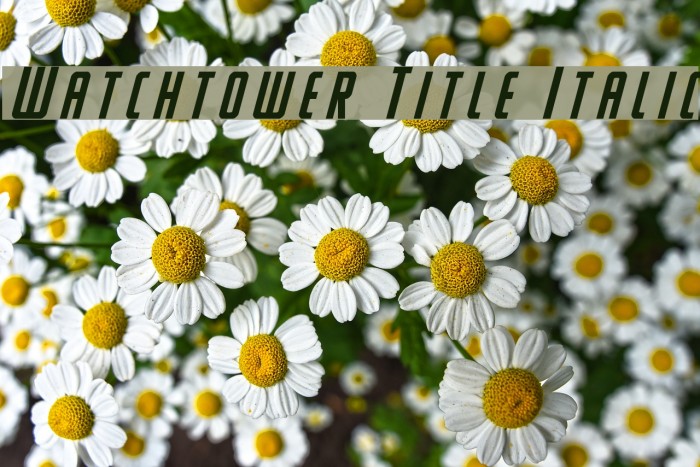 Watchtower Title Italic Font examples