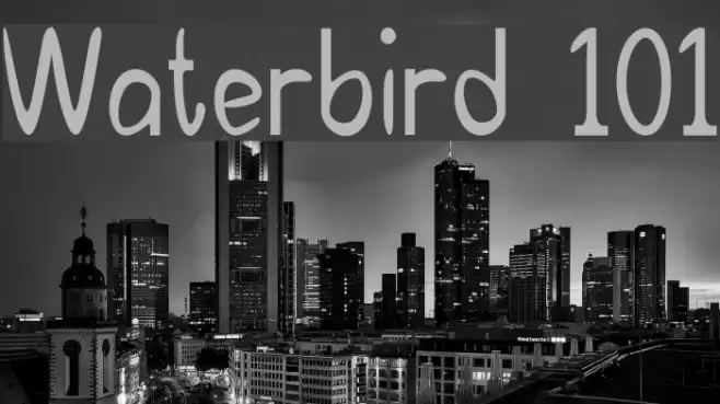 Waterbird 101 examples