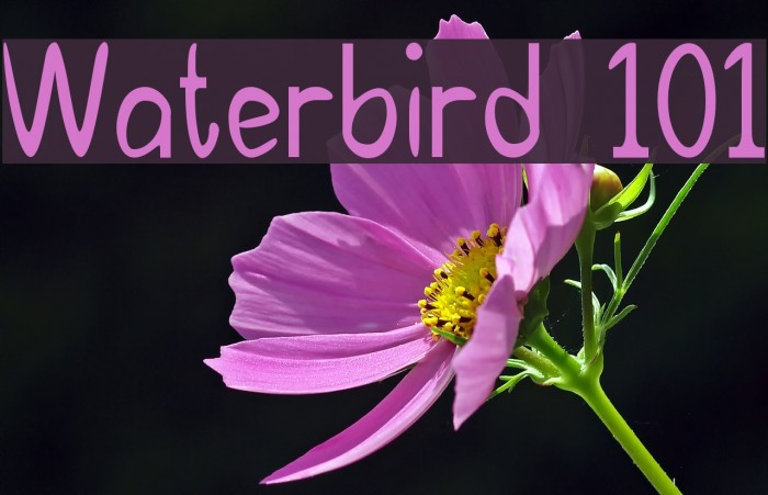 Waterbird 101 Font examples