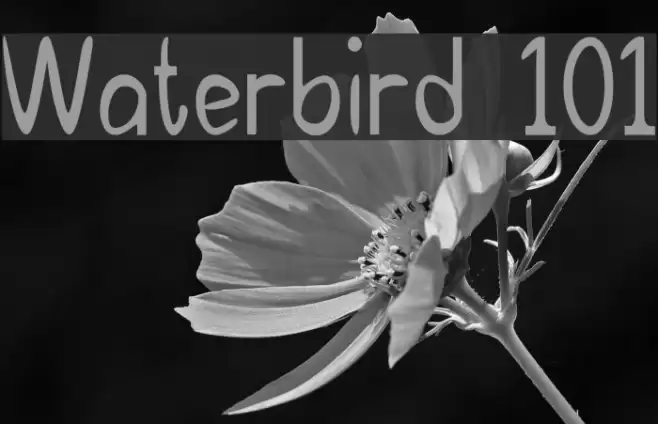 Waterbird 101 examples