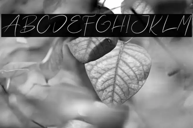 Waterman Barel Font examples