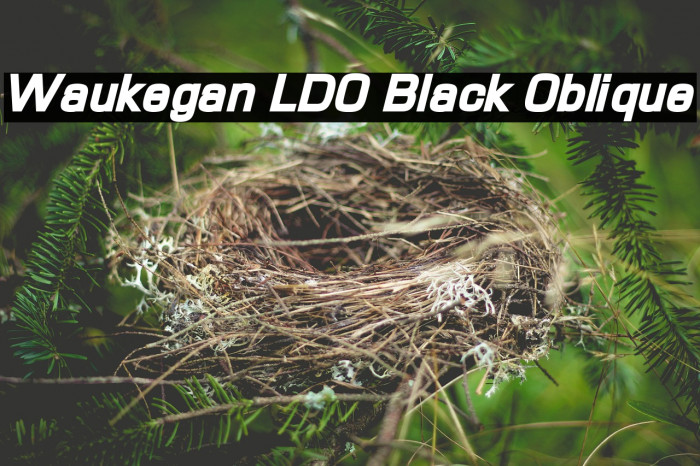 Waukegan LDO Black Oblique Example 1