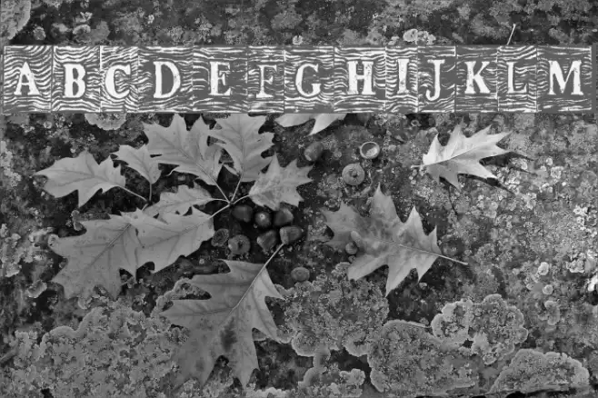 WavEd Regular Font examples