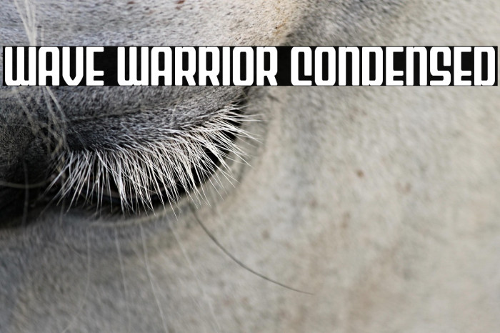 Wave Warrior Condensed Example 3