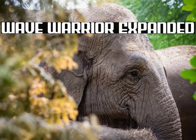 Wave Warrior Expanded Example 1
