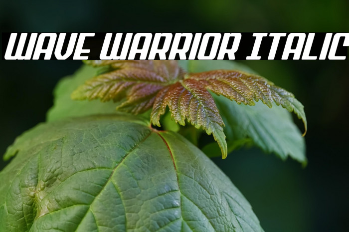 Wave Warrior Italic Example 2