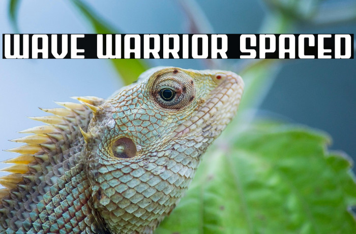 Wave Warrior Spaced Example 2