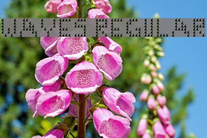 Waves Regular Example 2