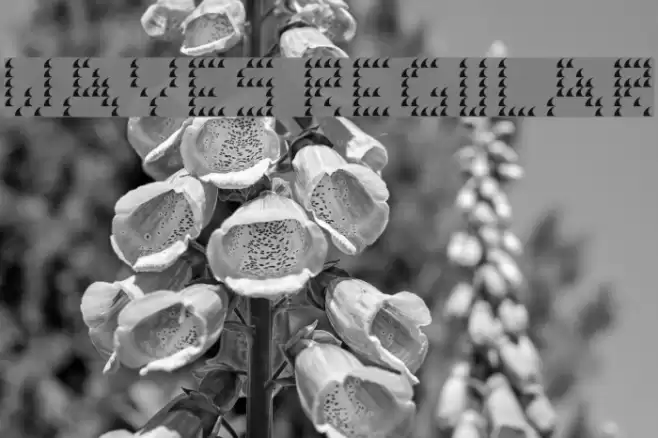 Waves Regular Font examples