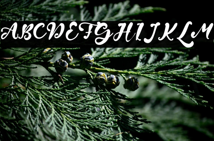 Wayne Grout Example 3