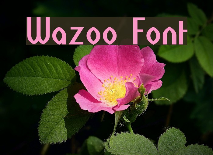 Wazoo Font examples
