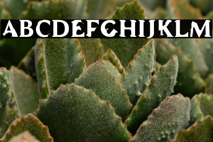 WC ADDENDUM Bta Bold Example 1