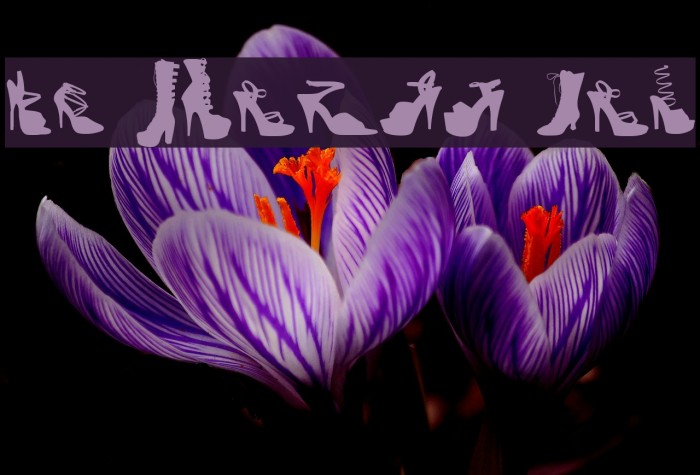 WC Fetish Bta Example 2