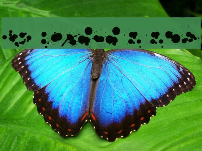 WC Rhesus B Bta Example 2