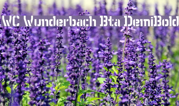 WC Wunderbach Bta DemiBold Font examples