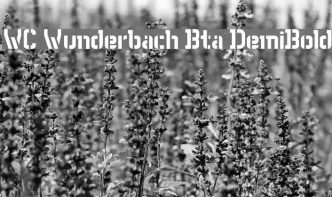 WC Wunderbach Bta DemiBold Fuentes examples