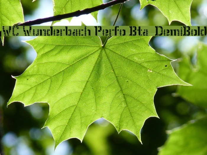 WC Wunderbach Perfo Bta  DemiBold Example 1