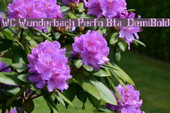 WC Wunderbach Perfo Bta  DemiBold Example 3