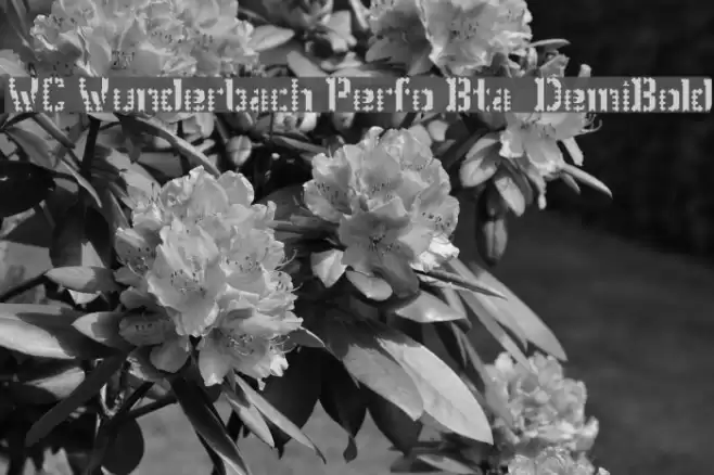 WC Wunderbach Perfo Bta  DemiBold Font examples