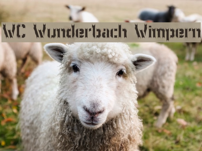 WC Wunderbach Wimpern Font examples