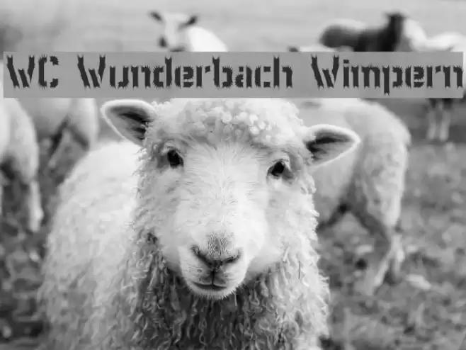 WC Wunderbach Wimpern フォント examples