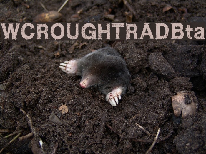 WCROUGHTRADBta Example 3