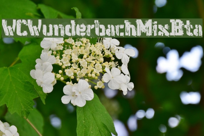 WCWunderbachMixBta Font examples