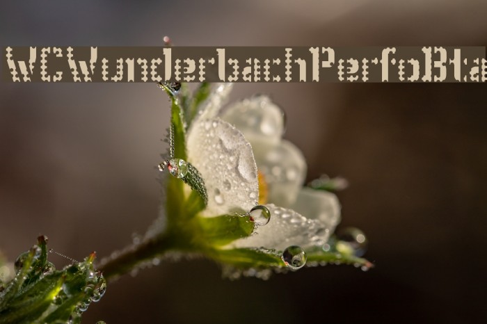 WCWunderbachPerfoBta Font examples