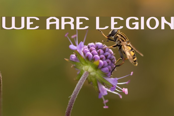 WE ARE LEGION Font examples