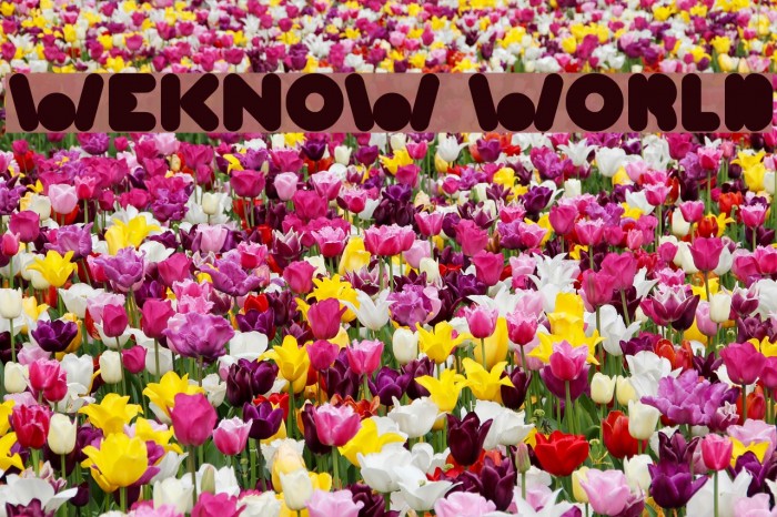 WEKNOW WORLD Font examples