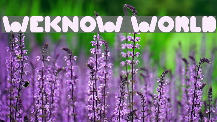 WEKNOW WORLD Font examples