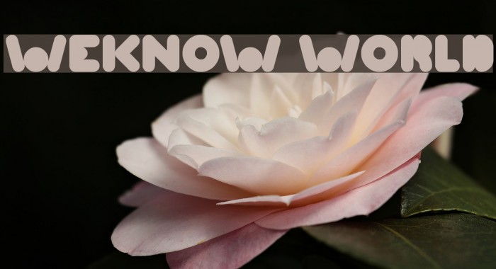 WEKNOW WORLD Font examples